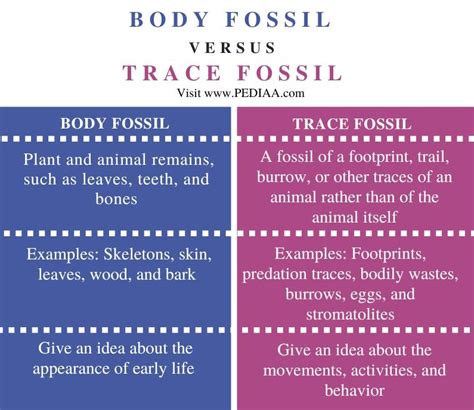 Difference between P.fossils and Normal fossils .